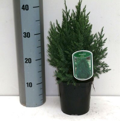 Juniperus chinensis Stricta, pot 17 cm, h 40 cm - afbeelding 1
