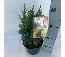Juniperus chinensis 'Stricta' - afbeelding 2