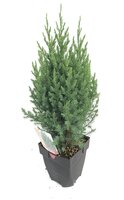 Juniperus chinensis Stricta, pot 17 cm, h 40 cm - afbeelding 2