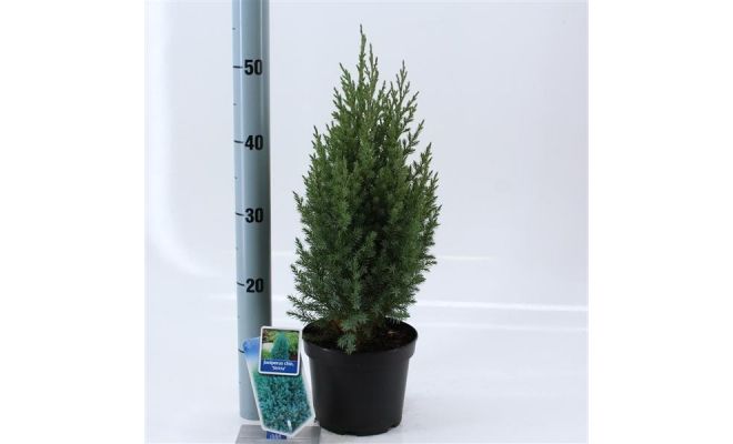 Juniperus chinensis 'Stricta', P17cm