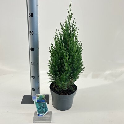 juniperus chinensis stricta, p24 h80