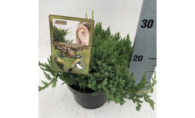 Juniperus procumbens 'Nana', P17cm