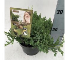 Juniperus procumbens 'Nana', P17cm