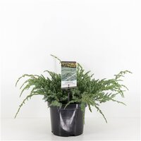 Juniperus squamata 'Blue Carpet' pot 19 cm, h 20 cm