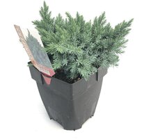 Juniperus squamata Blue Star, pot 17 cm, h 35 cm - afbeelding 2