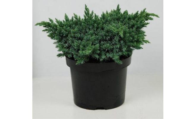 Juniperus squamata Blue Star, pot 17 cm, h 35 cm - afbeelding 1