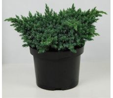 Juniperus squamata Blue Star, pot 17 cm, h 35 cm - afbeelding 1