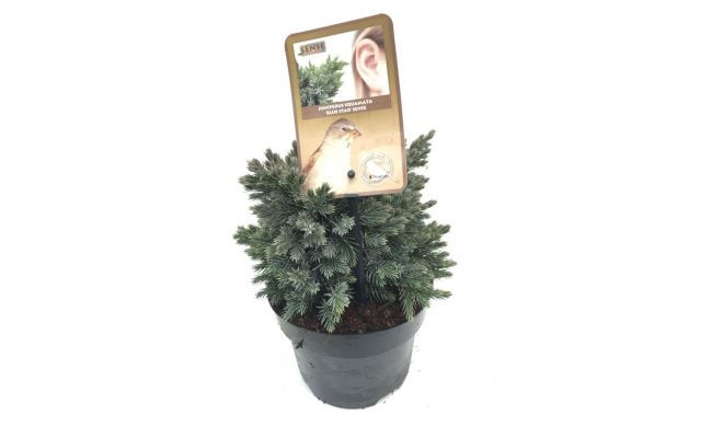 Juniperus squamata 'Blue Star' - afbeelding 1