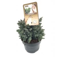 Juniperus squamata 'Blue Star' - afbeelding 1