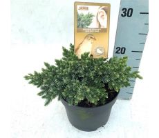 Juniperus squamata 'Blue Star' - afbeelding 3