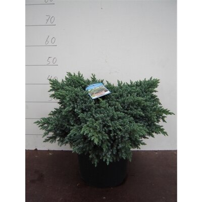 juniperus squamata blue star, pot 19 cm, h 30 cm
