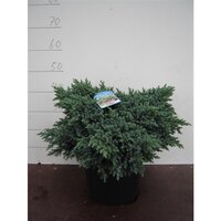 juniperus squamata blue star, pot 19 cm, h 30 cm