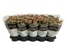 Kalanchoe blos. 'RosDon Alano, pot 12 cm, h 25 cm - afbeelding 2