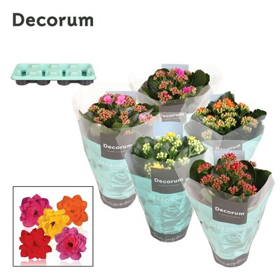 Kalanchoe blos. rosebud mix kleur, pot 23cm, h 30cm