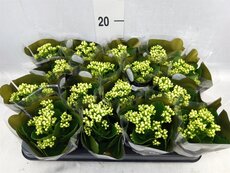 Kalanchoe Blossfeldiana RosDon Dione, pot 12 cm, h 27 cm