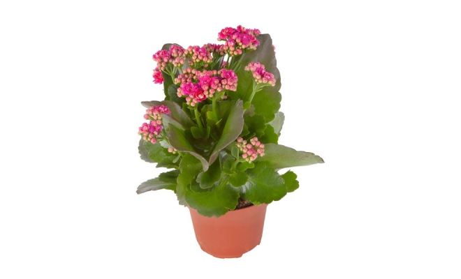 Kalanchoe Blossfeldiana RosDon Geraldo, pot 12 cm, h 27 cm