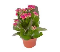 Kalanchoe Blossfeldiana RosDon Geraldo, pot 12 cm, h 27 cm