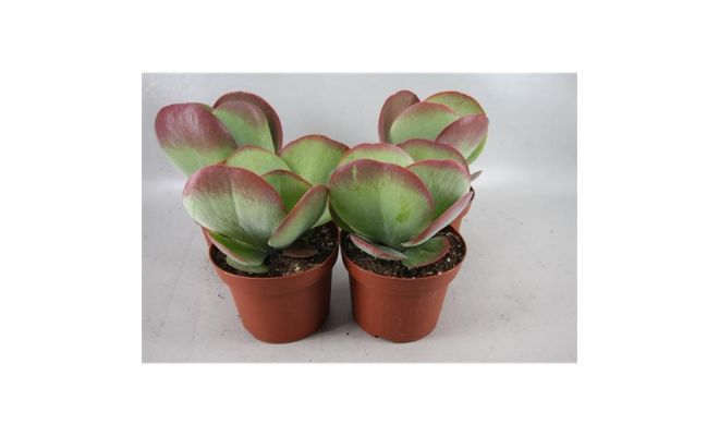 Kalanchoe NF thyrsiflora pot 11 cm - afbeelding 1
