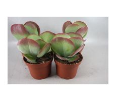 Kalanchoe NF thyrsiflora pot 11 cm - afbeelding 2