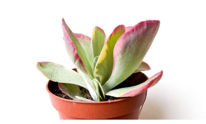 Kalanchoe NF thyrsiflora, pot 12 cm, h 20 cm