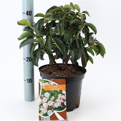 Kalmia lat. big boy, pot 21 cm, h 30 cm