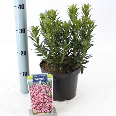 Kalmia lat. minuet, pot 19 cm, h 30 cm - afbeelding 1