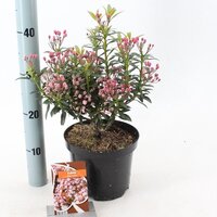 Kalmia latifolia Minuet, pot 19 cm, h 50 cm - afbeelding 2