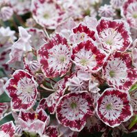Kalmia latifolia Minuet, pot 19 cm, h 50 cm - afbeelding 3
