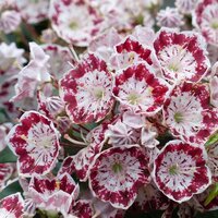 Kalmia lat. minuet, pot 19 cm, h 30 cm - afbeelding 3