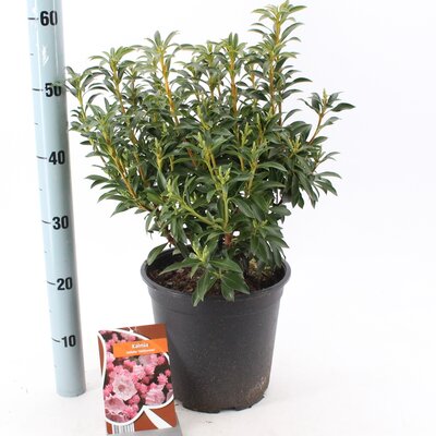 Kalmia lat. tiddlywinks, pot 19 cm, h 30 cm