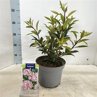 Kalmia latifolia Ginkona starlike, pot 19 cm, h 50 cm