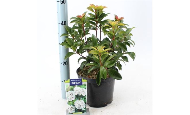 Kalmia lat. 'Zebulon, pot 21 cm, h 30 cm