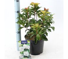 Kalmia lat. 'Zebulon, pot 21 cm, h 30 cm