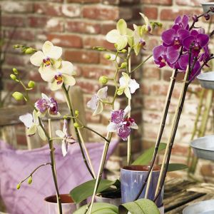 Bloeiende kamerplanten