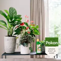 Kamerplanten voeding, Pokon, 500 ml - afbeelding 2