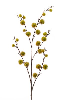 Kastanjetak, 105 cm, groen
