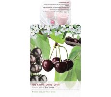 Kers, Prunus Avium Sunburst