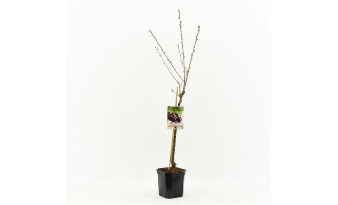 Kers, Prunus Avium Sunburst, pot 24 cm