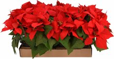 kerstbloem 25cm 5 bloemen - afbeelding 1