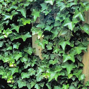 Klimplanten