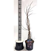 Kolkwitzia amabilis 'Pink Cloud', pot 23 cm, h 65 cm