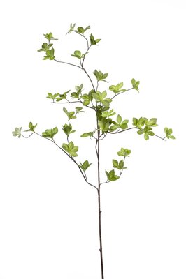 Kornoeljesteel, 115 cm, lichtgroen