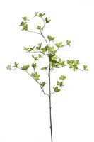 Kornoeljesteel, 115 cm, lichtgroen