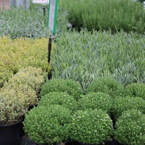 Kruidenplanten