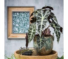 Kunstplant, alocasia in pot - afbeelding 1