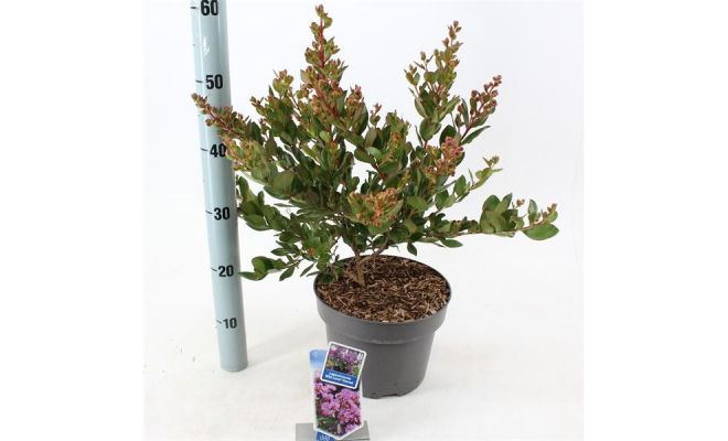 Lagerstroemia indica With Love Eternal ('Milavio'PBR) - afbeelding 1