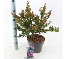 Lagerstroemia indica With Love Eternal ('Milavio'PBR) - afbeelding 1