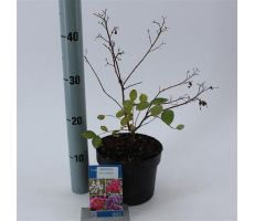 Lagerstroemia indica With Love Eternal ('Milavio'PBR) - afbeelding 2