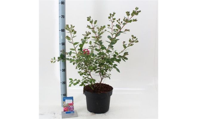 Lagerstroemia indica With Love Kiss ('Milarosso'PBR)