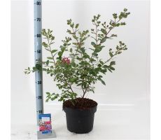 Lagerstroemia indica With Love Kiss ('Milarosso'PBR)